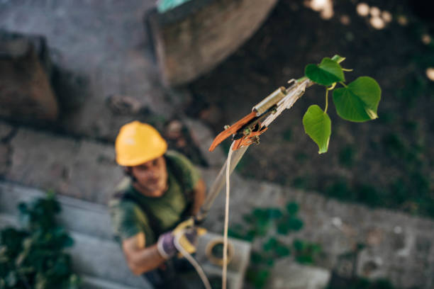 Best Professional Tree Care  in Ordway, CO